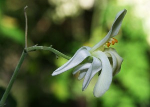 moringa